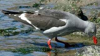 Dolphin Gull