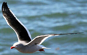 Dolphin Gull