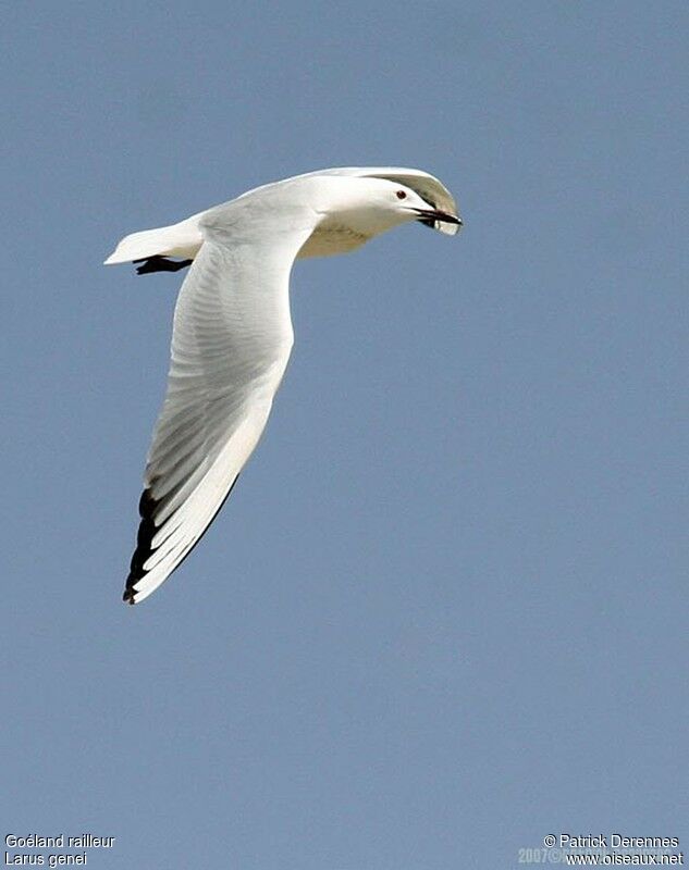 Slender-billed Gull