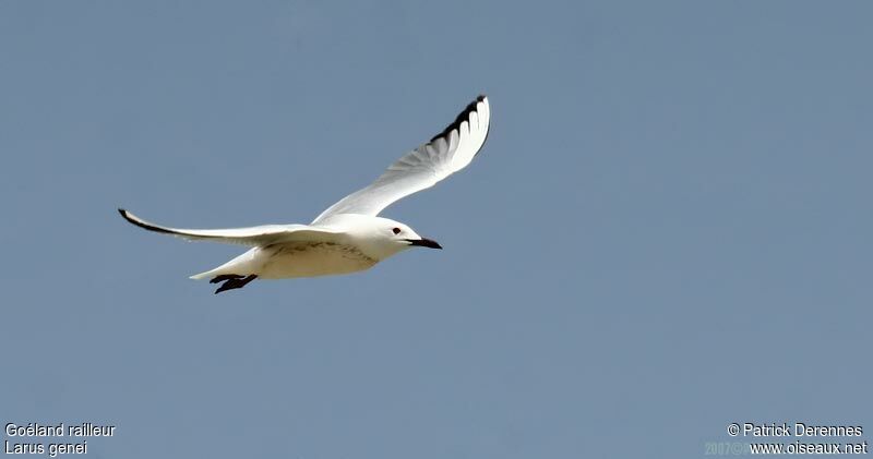 Slender-billed Gull