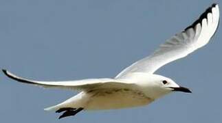 Slender-billed Gull