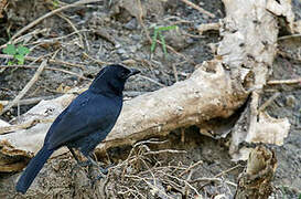 Slate-colored Boubou