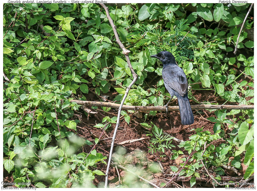 Slate-colored Boubouadult, identification