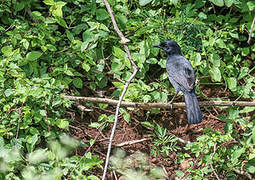 Slate-colored Boubou