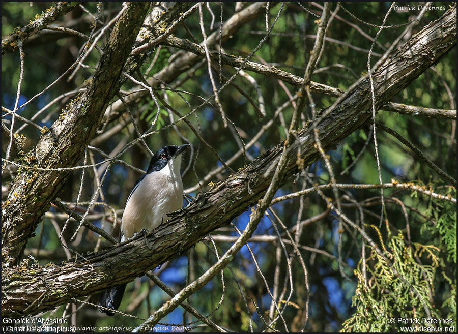 Ethiopian Boubouadult, identification