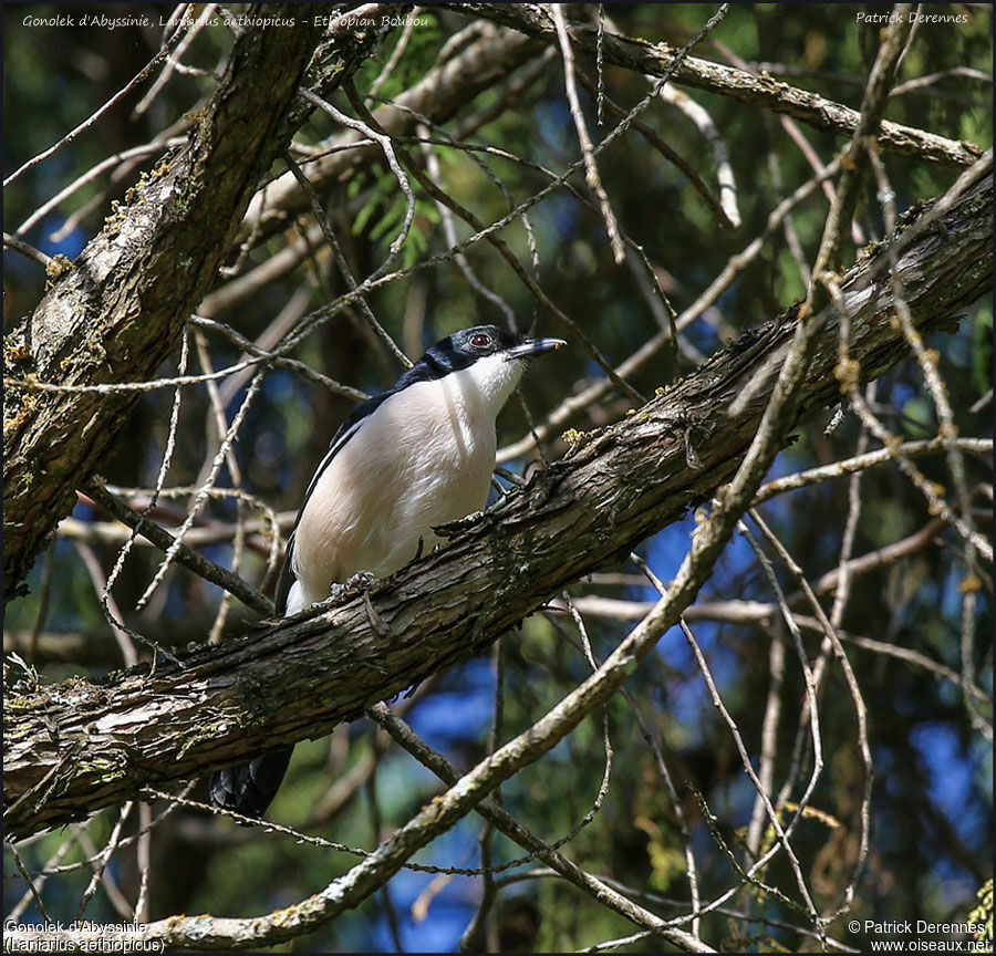 Gonolek d'Abyssinieadulte, identification