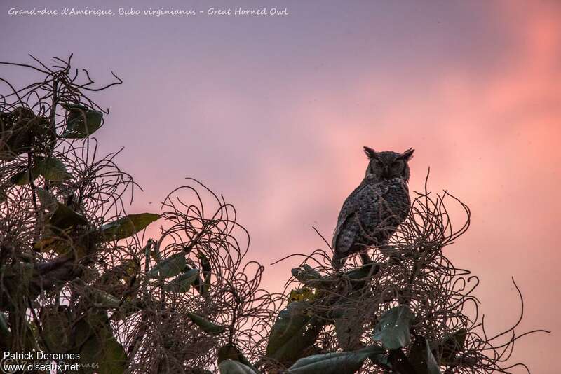 Great Horned Owl, habitat, Behaviour