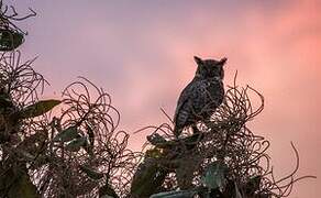 Great Horned Owl