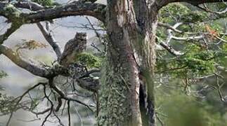 Lesser Horned Owl