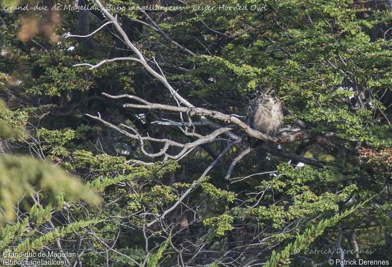 Lesser Horned Owl, identification, habitat