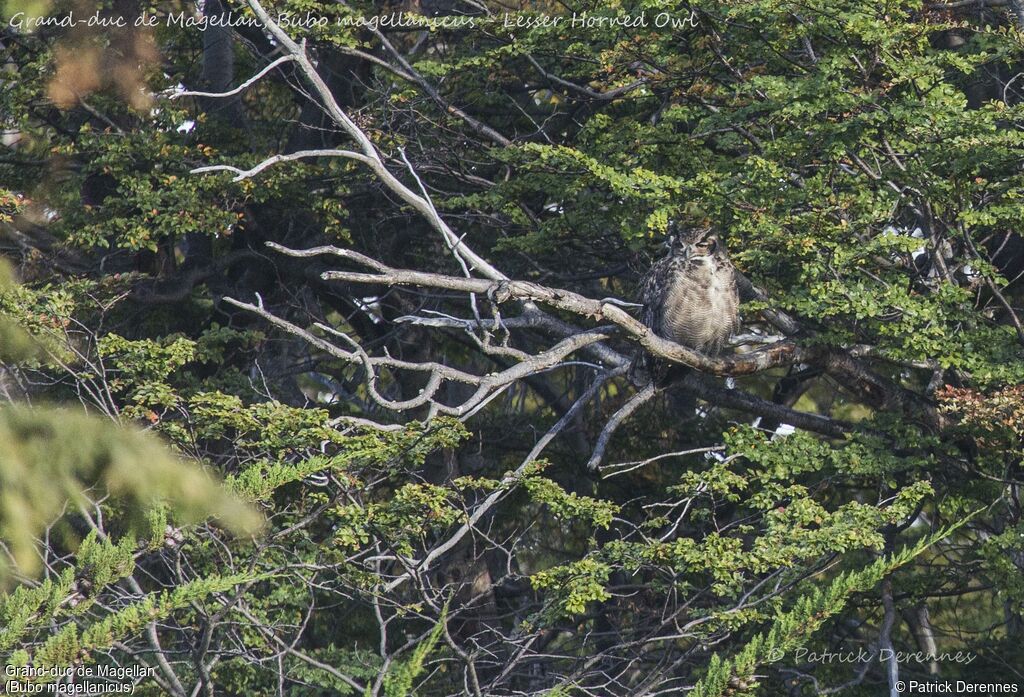 Grand-duc de Magellan, identification, habitat