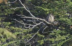 Lesser Horned Owl