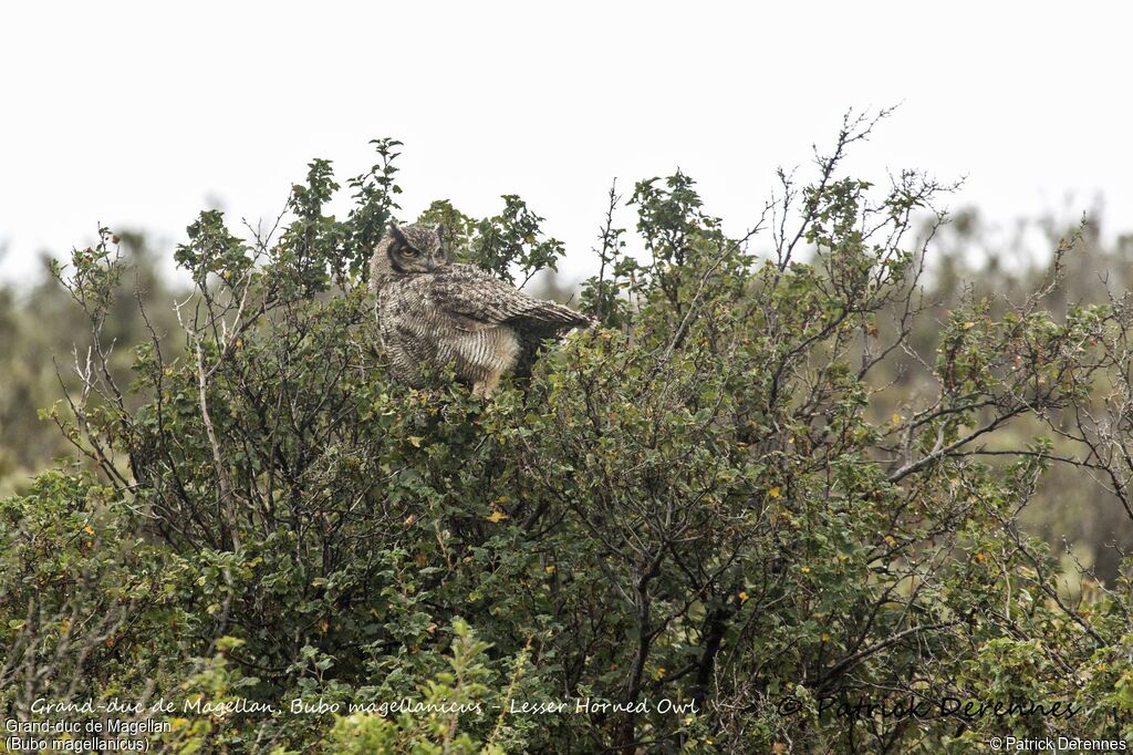 Lesser Horned Owl, identification, habitat