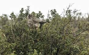 Lesser Horned Owl