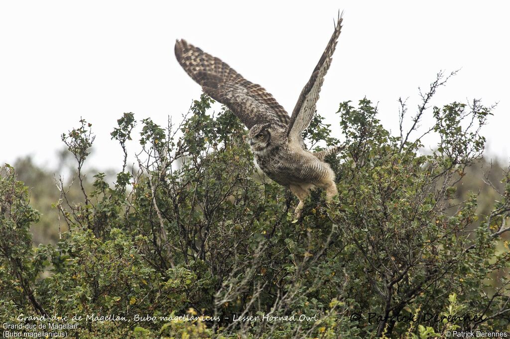 Lesser Horned Owl