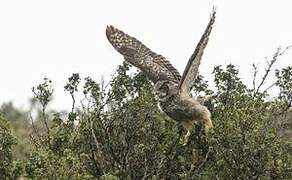 Lesser Horned Owl