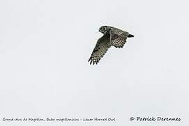 Lesser Horned Owl