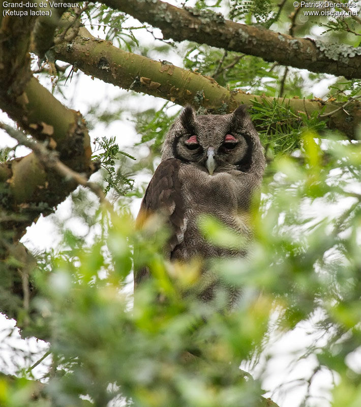 Grand-duc de Verreauxadulte, identification