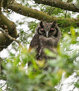 Verreaux's Eagle-Owl