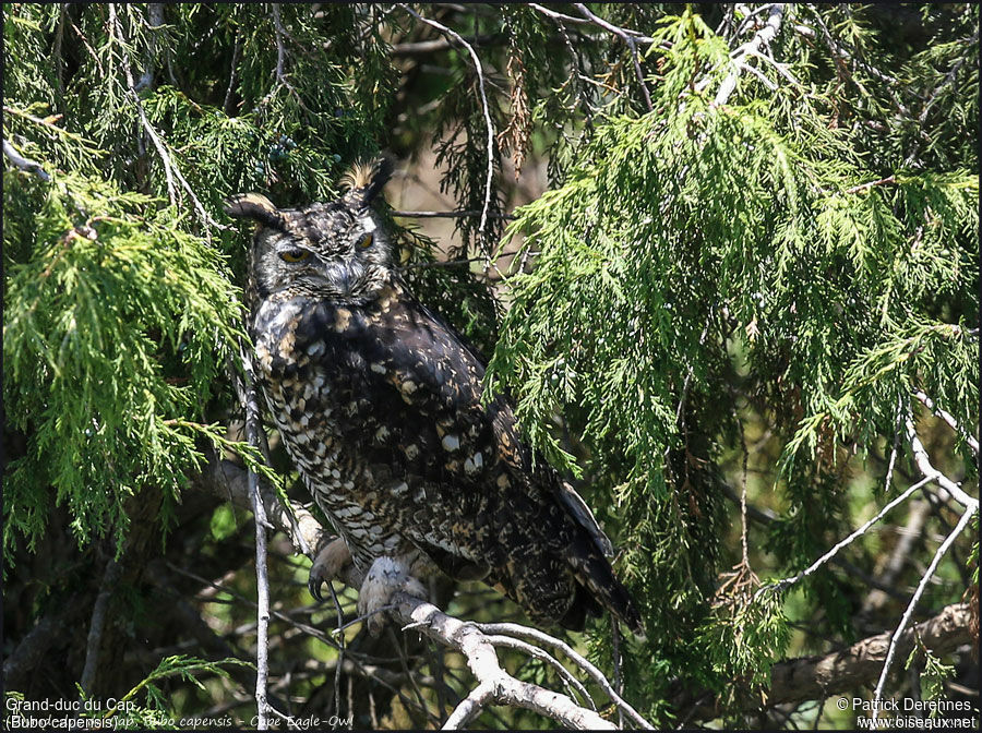 Cape Eagle-Owladult, identification