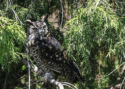 Cape Eagle-Owl