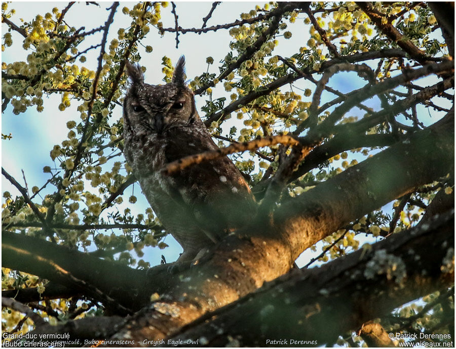 Greyish Eagle-Owladult, identification