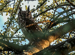 Greyish Eagle-Owl