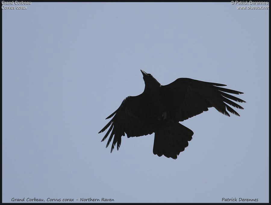 Northern Ravenadult, Flight