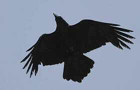 Northern Raven