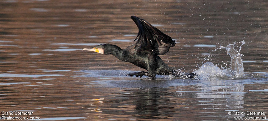 Grand Cormoranadulte internuptial, Vol