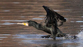 Great Cormorant