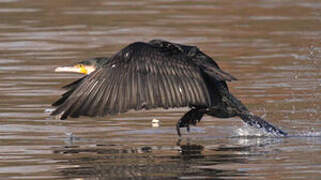 Great Cormorant