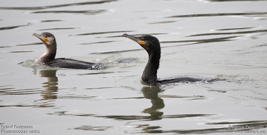 Grand Cormoran1ère année, identification