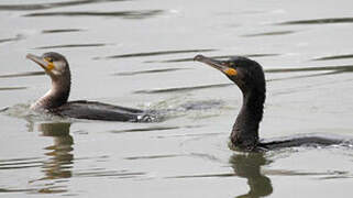 Great Cormorant