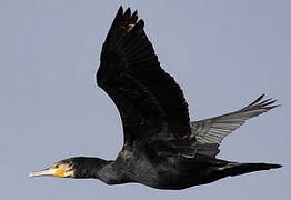 Great Cormorant