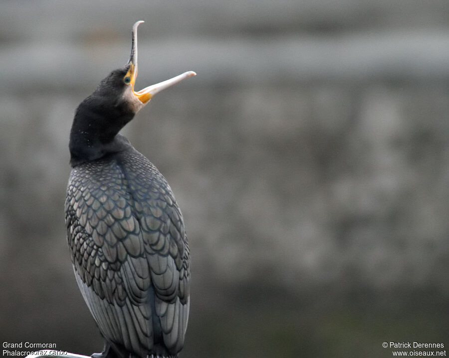 Grand Cormoranadulte internuptial, identification