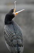 Great Cormorant