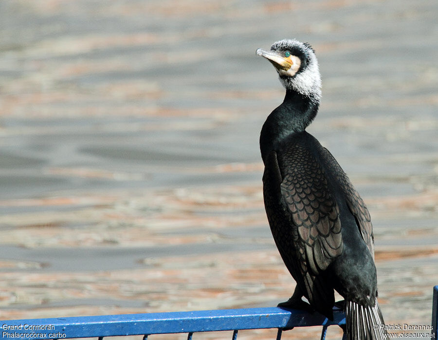 Grand Cormoranadulte nuptial, identification