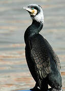 Great Cormorant