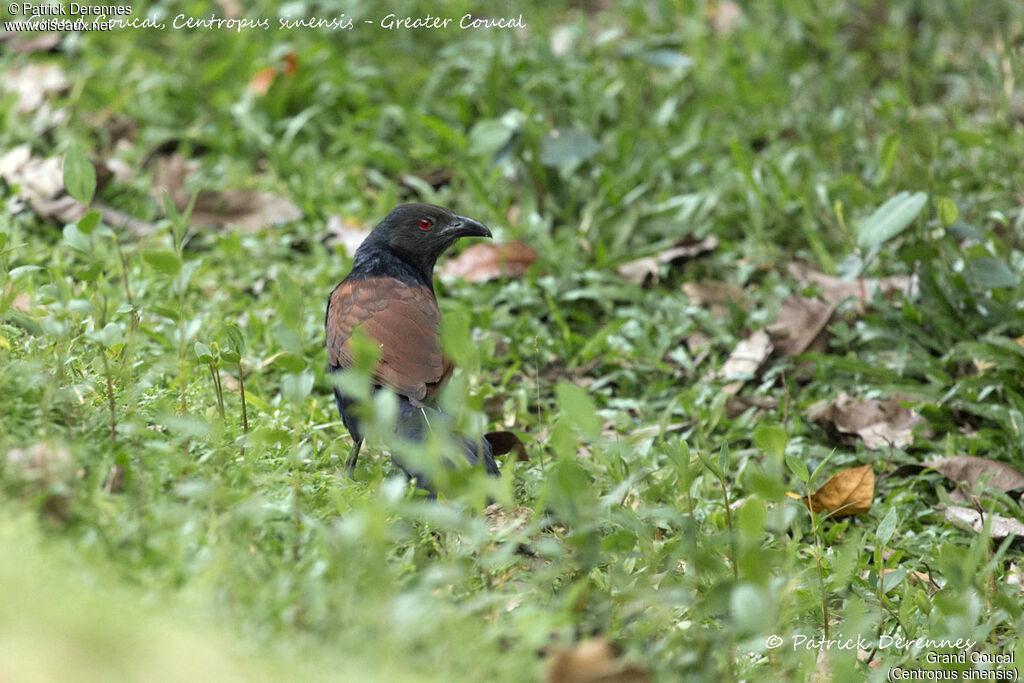 Grand Coucal, identification