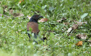 Grand Coucal