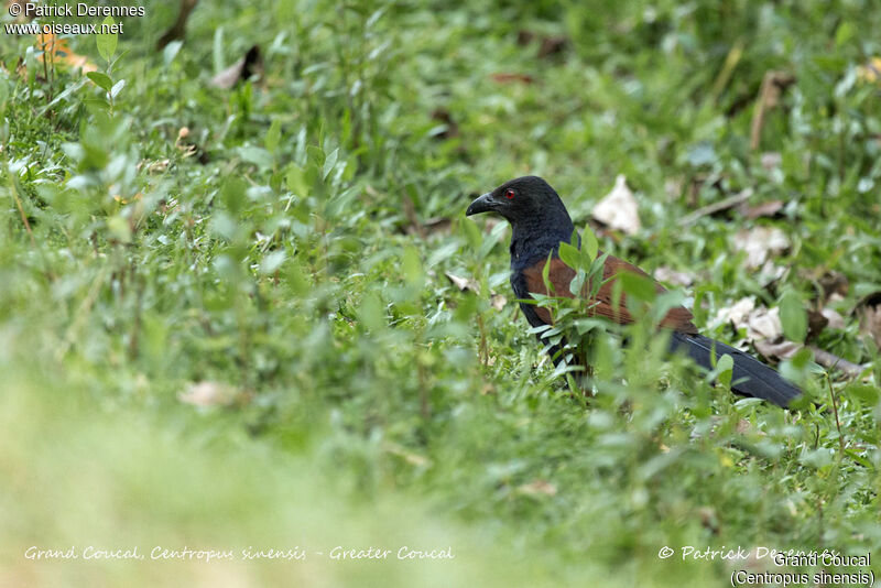 Grand Coucal, identification