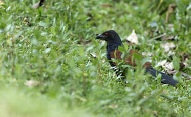 Grand Coucal