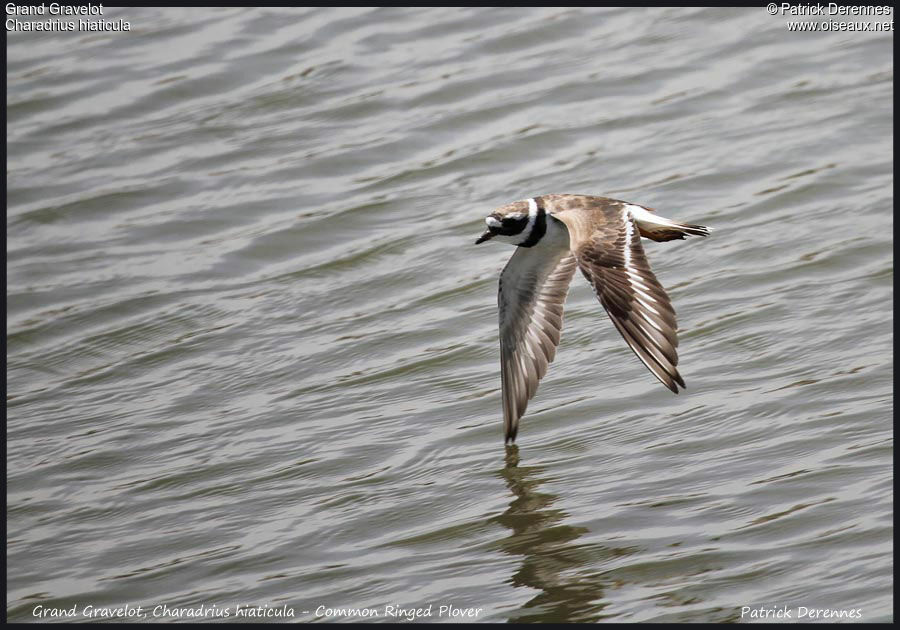 Common Ringed Ploveradult, Flight