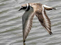 Common Ringed Plover