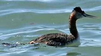 Great Grebe