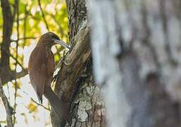 Great Rufous Woodcreeper