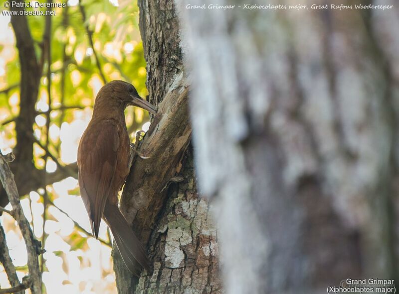 Great Rufous Woodcreeper, identification, habitat