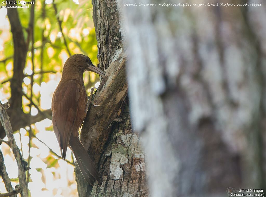 Grand Grimpar, identification, habitat