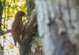 Great Rufous Woodcreeper